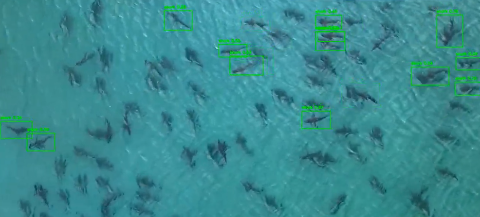 AI shark detection with bounding boxes in coastal waters